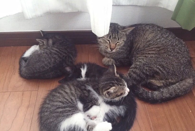 代表の佐藤が保護した野良猫が、数日後に出産。動物たちの幸せな生活のために起業を決意