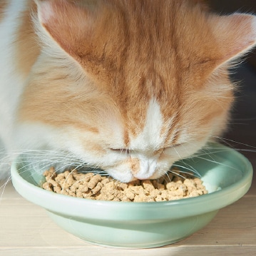 キャットフード オールステージ用