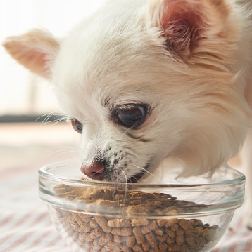 ドッグフード オールステージ用