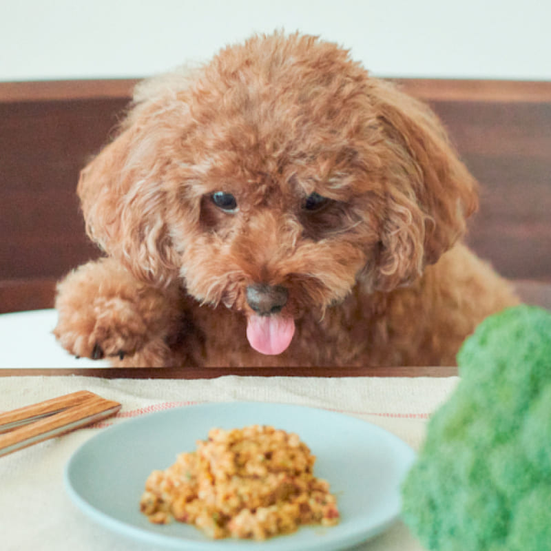 犬用「手作りごはん」を販売開始