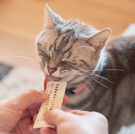 再春館製薬所と共同開発した、犬猫用「エイジングケアピューレ」を販売開始