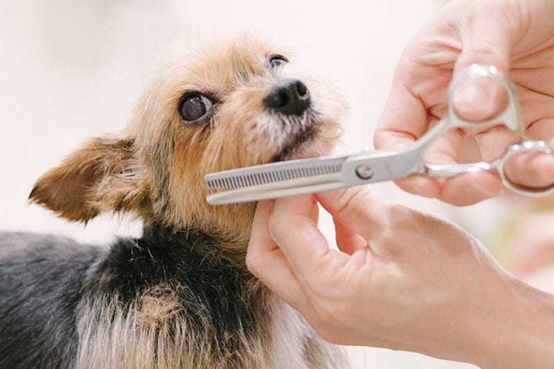 トリミングサロン事業を開始。Inu to Townを事業承継