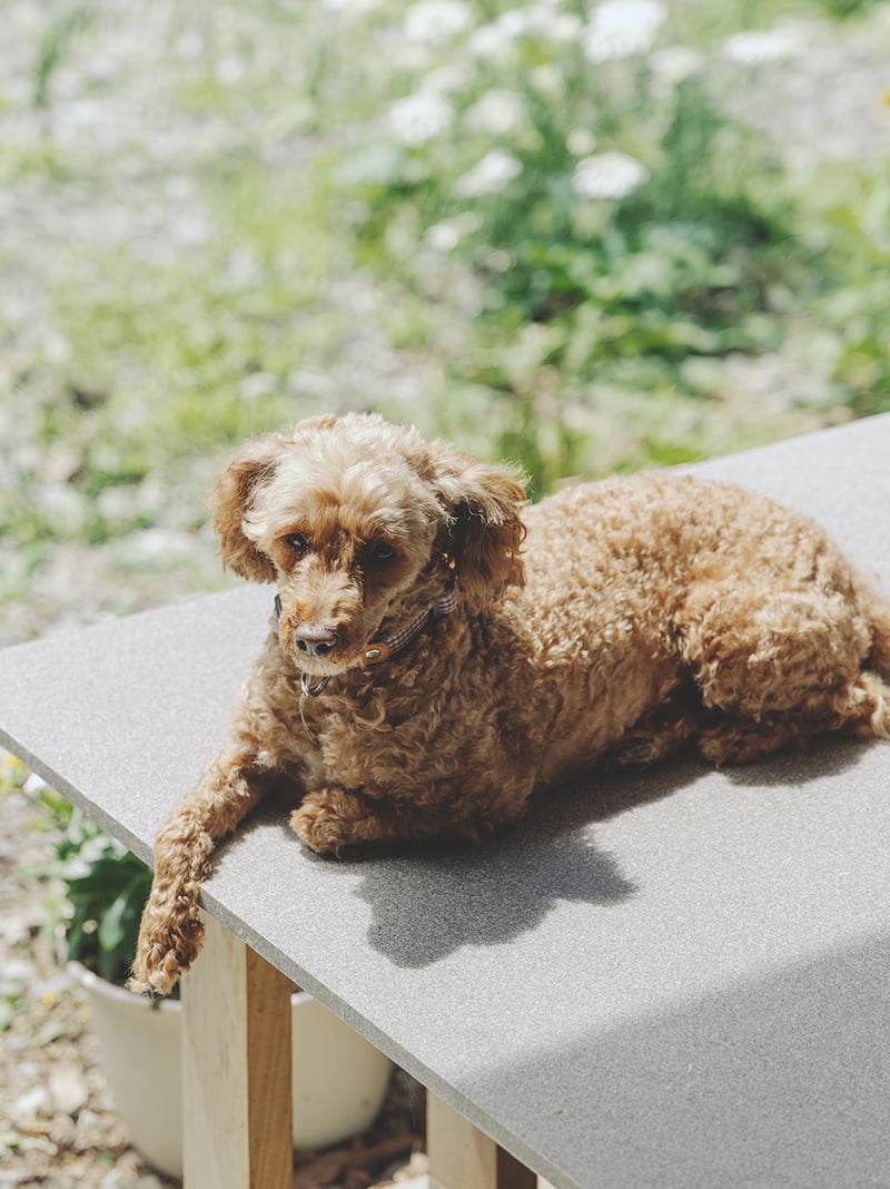 お知らせイメージ画像