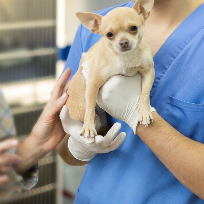 深刻化する、地方の獣医師不足