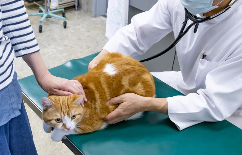 グループによる伴走・経営支援