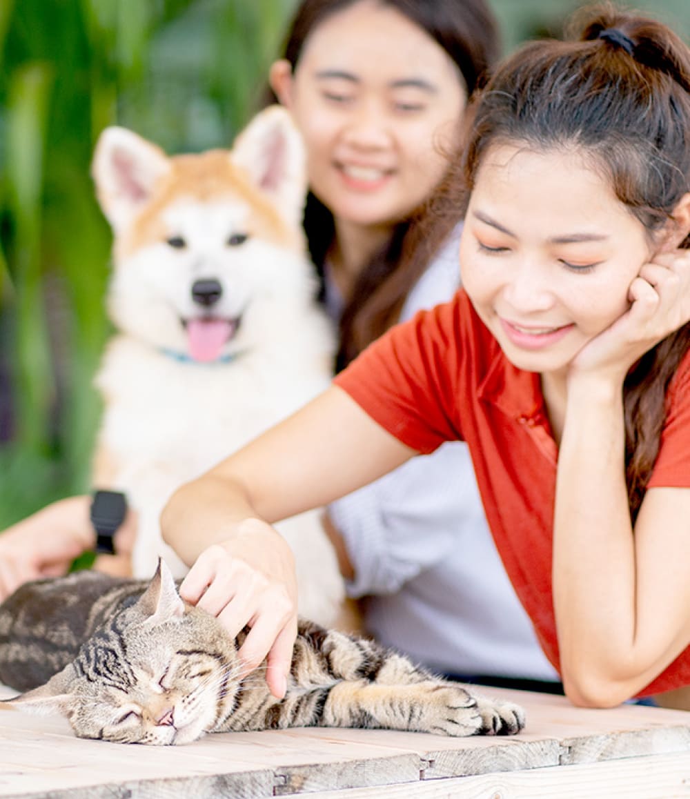世界中の動物たちとその家族のために