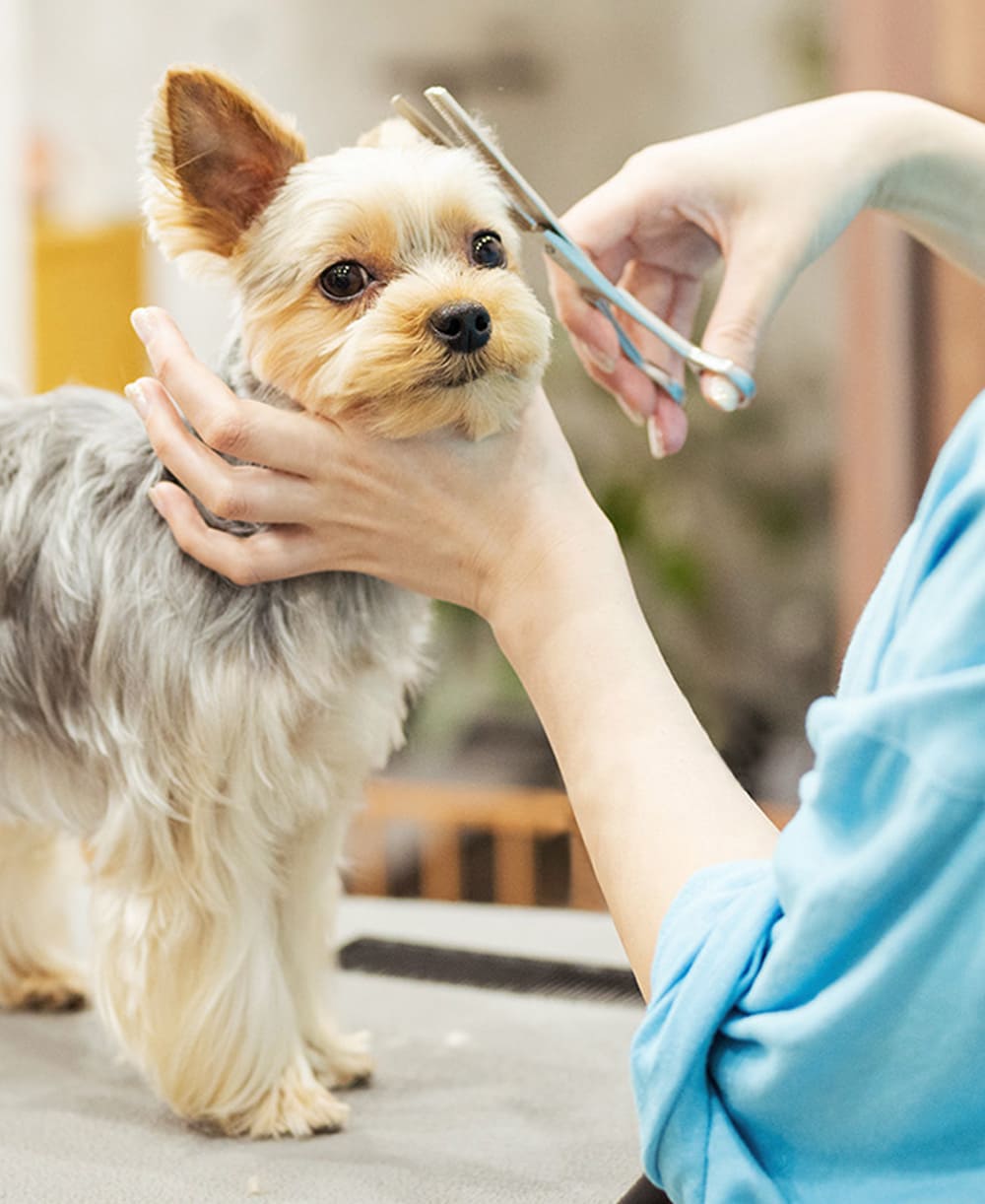 深刻化する、トリマー不足