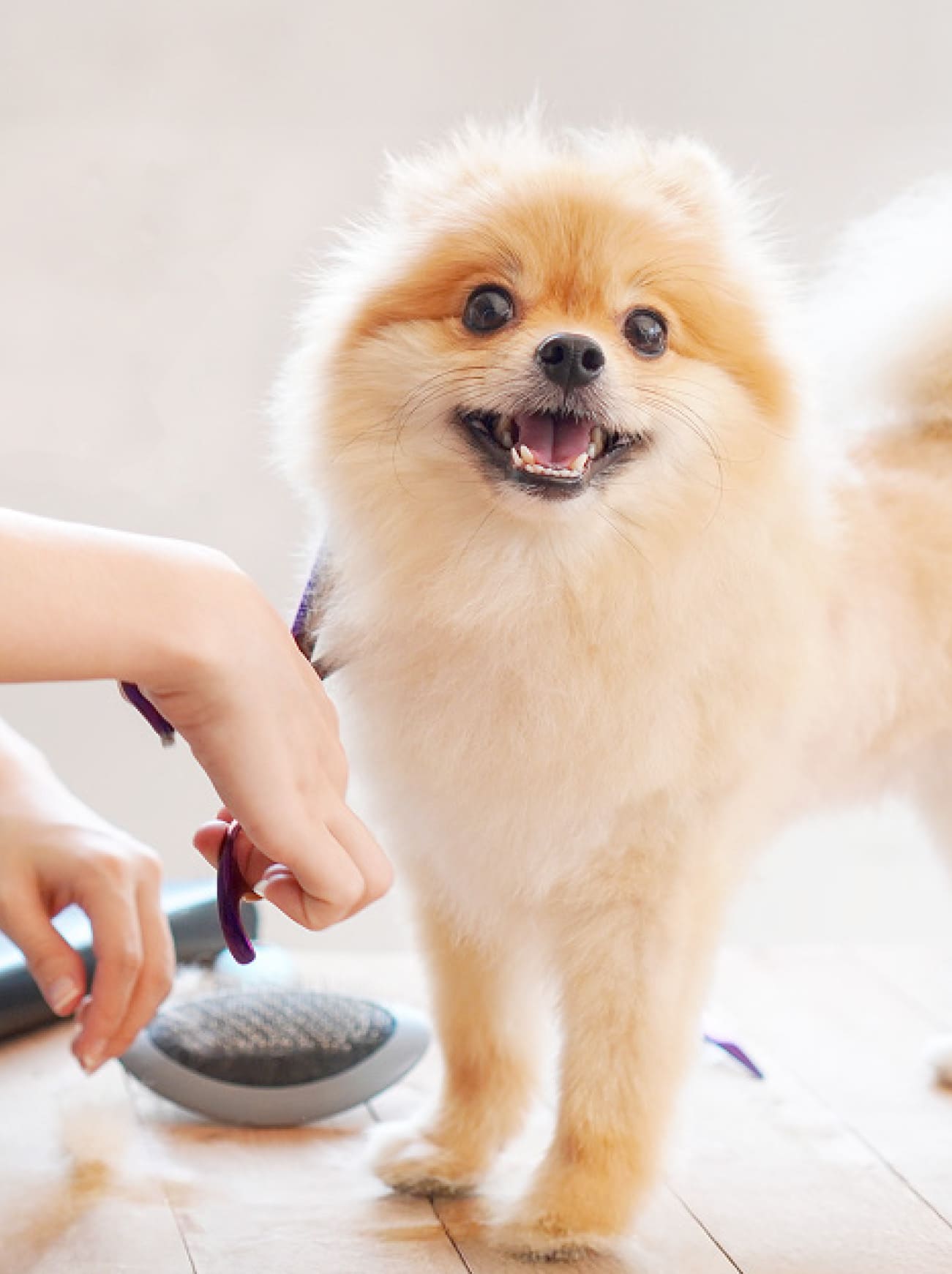 家族のしあわせはトリマーの幸せから