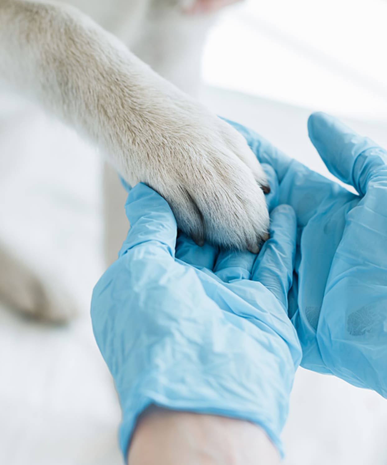 ワンちゃんと動物医療