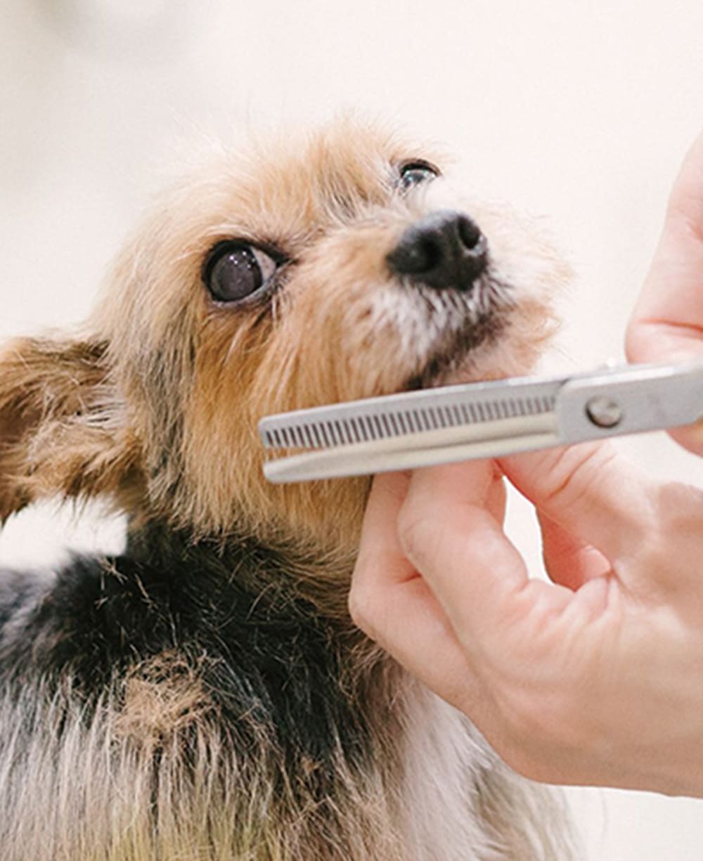 トリミングサロンについて