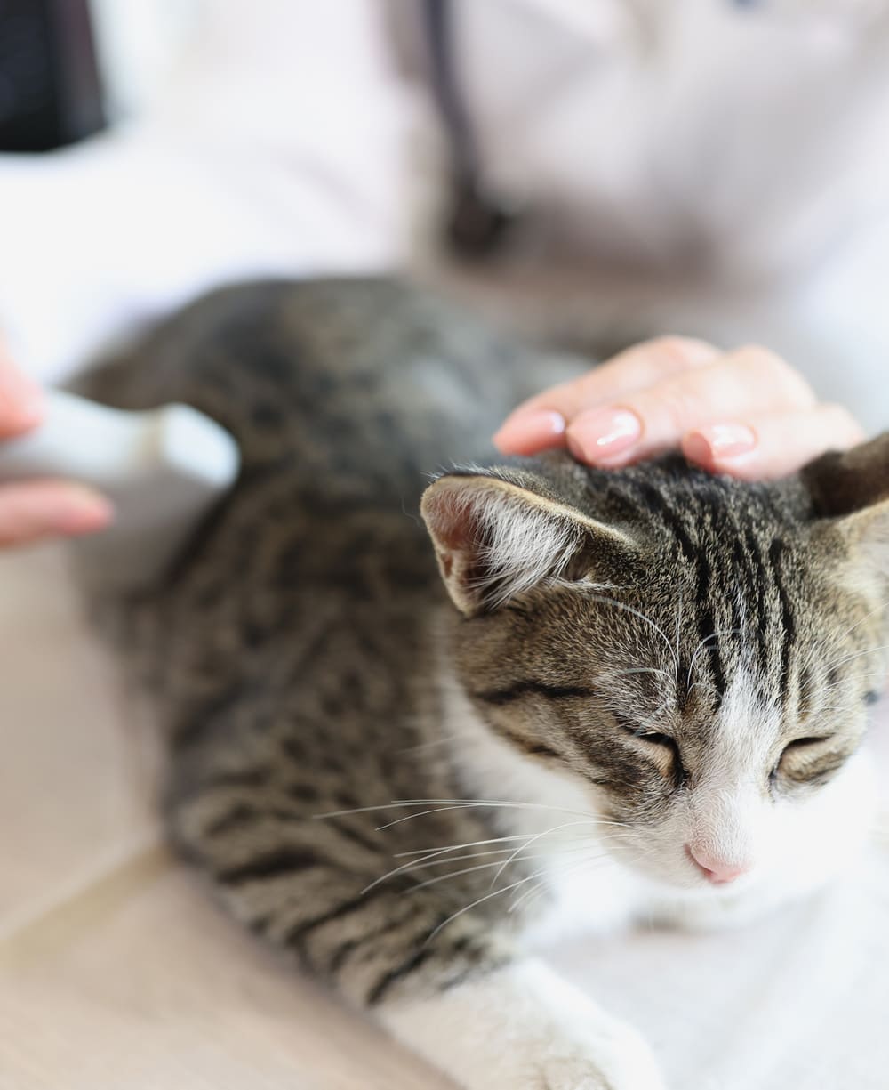 動物病院について