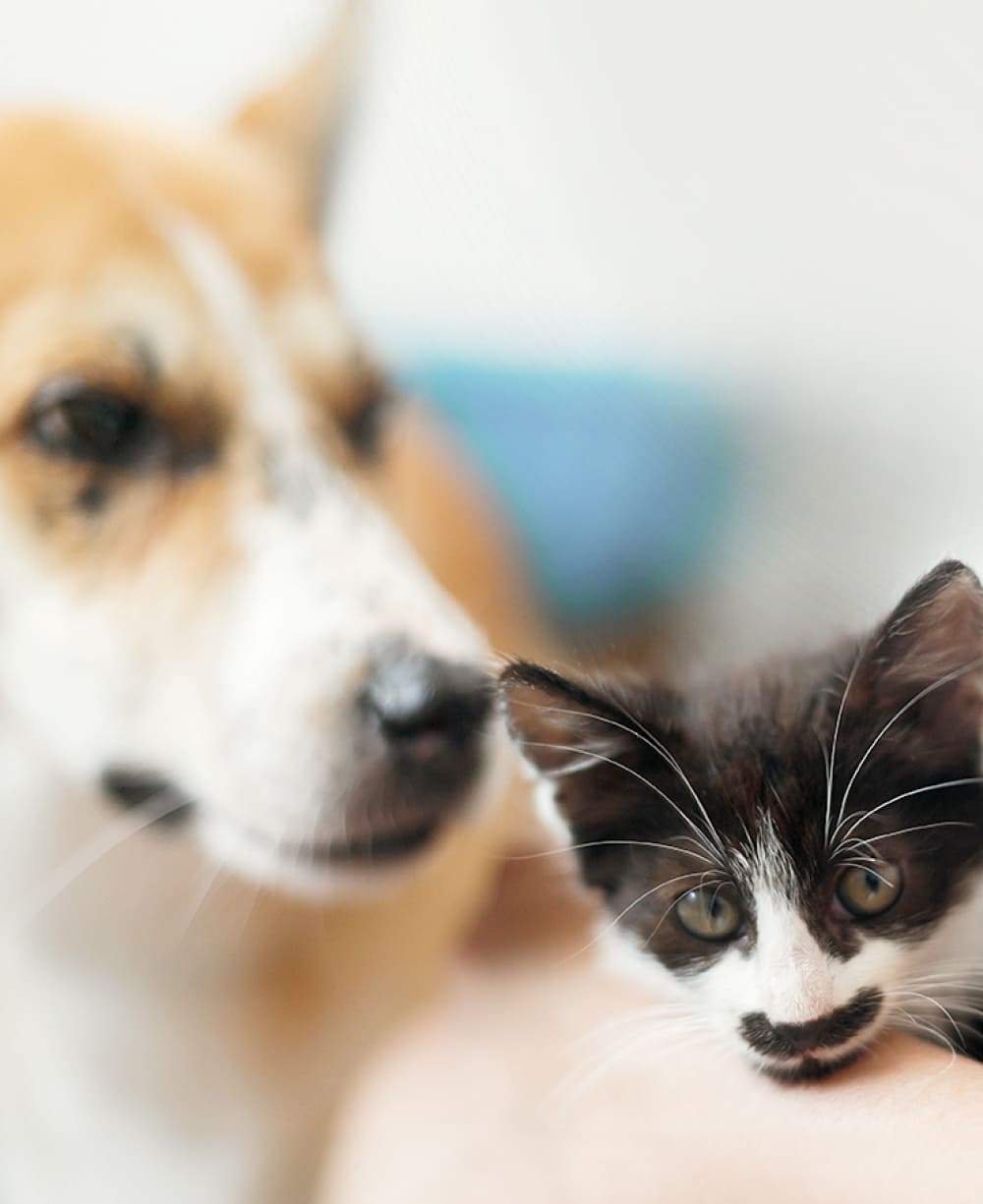 海外事業について