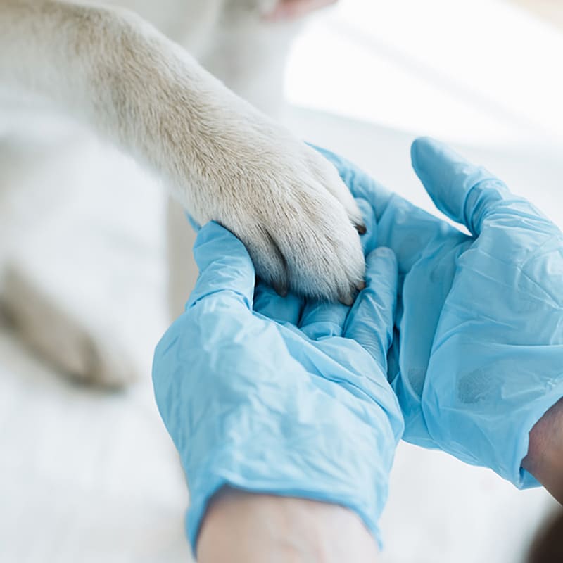 ワンちゃんと動物医療