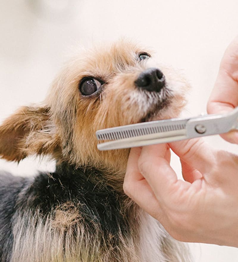 トリミングサロンについて