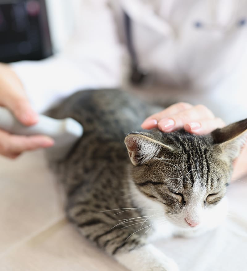 動物病院について