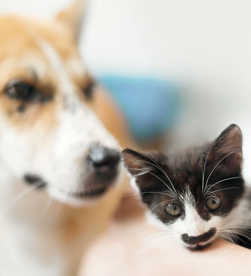 海外事業について