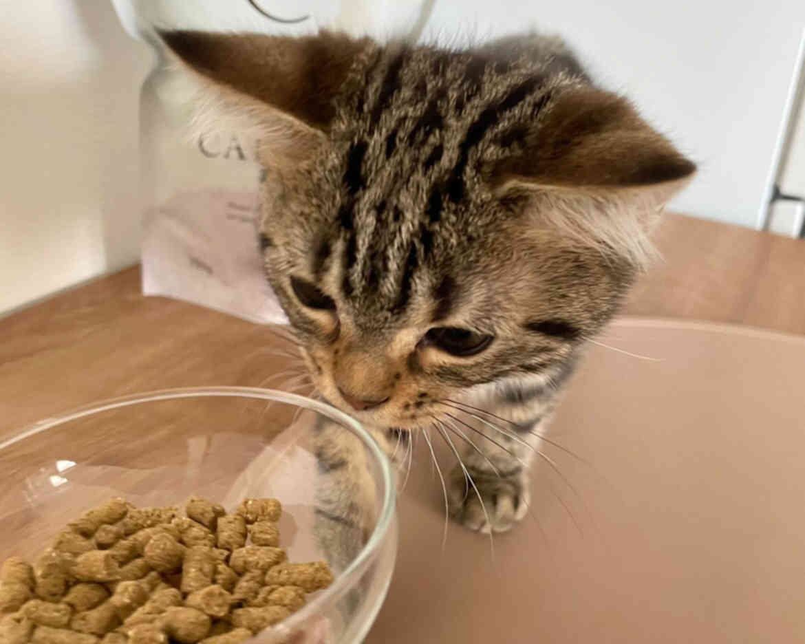 犬猫生活