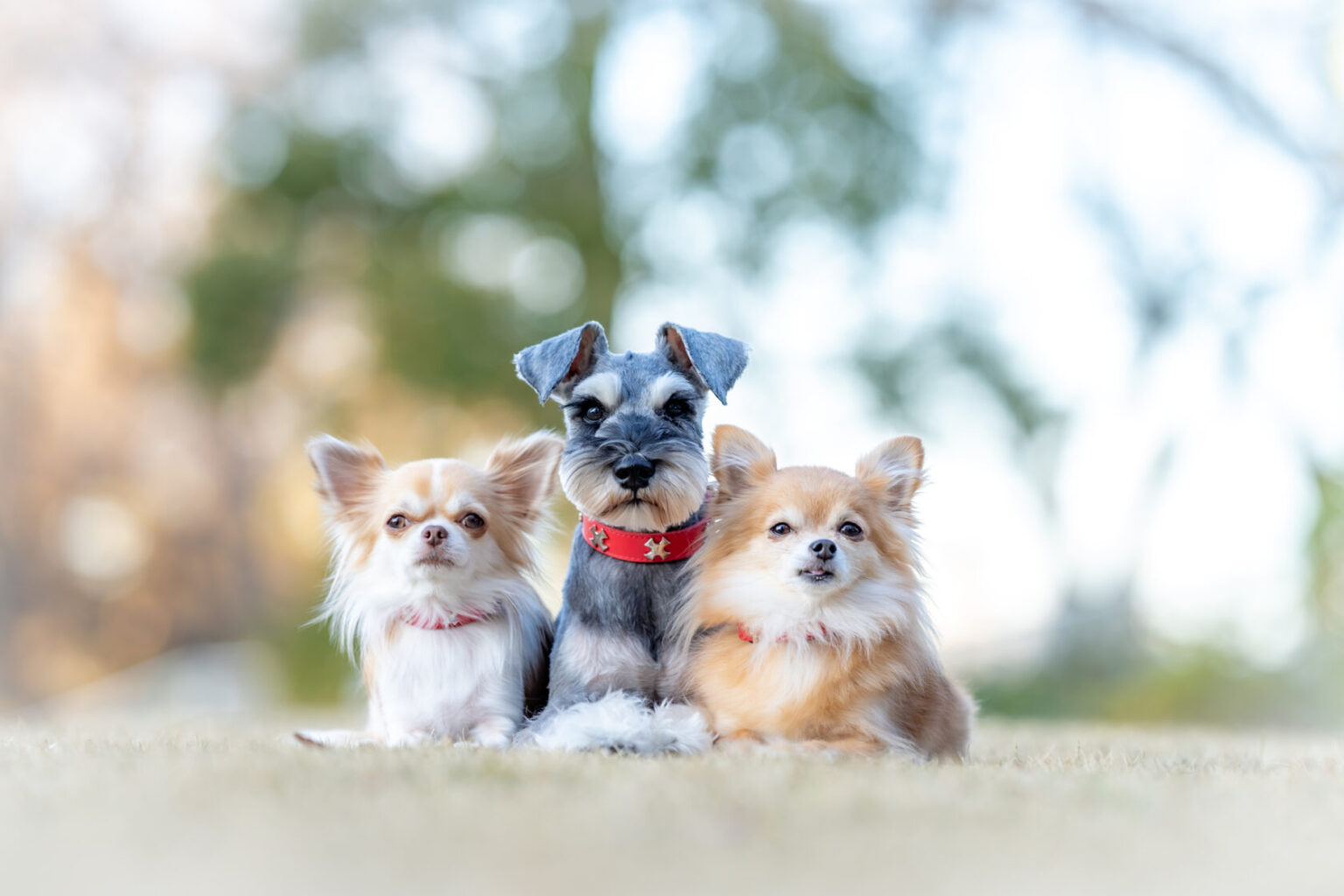 愛犬が待てできない時の教え方！子犬から成犬まで対応 | 犬猫生活